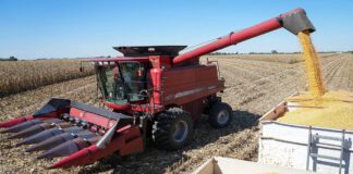 En la región núcleo, el maíz promedia 100 qq/ha, pero con marcados contrastes entre zonas