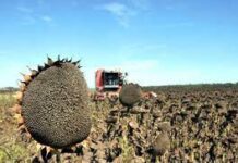 El girasol ya se cosecha en Buenos Aires y La Pampa