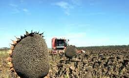 El girasol ya se cosecha en Buenos Aires y La Pampa