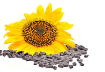 Bulgaria: detectan niveles críticos de pesticidas en girasol argentino