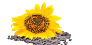 Bulgaria: detectan niveles críticos de pesticidas en girasol argentino