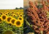 La proyección de producción para girasol asciende a 6,4 MTn y cae la de sorgo