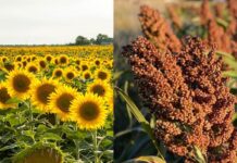 La proyección de producción para girasol asciende a 6,4 MTn y cae la de sorgo