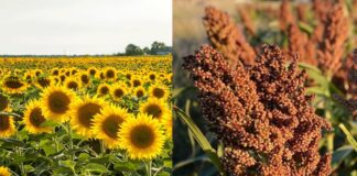 La proyección de producción para girasol asciende a 6,4 MTn y cae la de sorgo