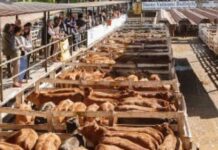 Los valores de la hacienda en Cañuelas siguen a la baja