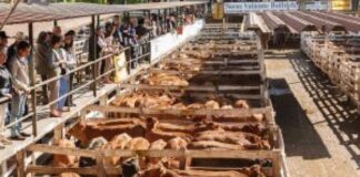 Los valores de la hacienda en Cañuelas siguen a la baja