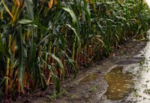 Las probabilidades de un fenómeno “Niño” son altas y se espera que actúe en primavera