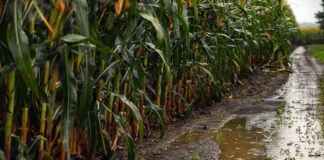 Las probabilidades de un fenómeno “Niño” son altas y se espera que actúe en primavera