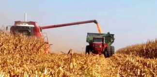 Santa Fe: Finalizó la cosecha de girasol, la de maíz temprano y se inició la de algodón