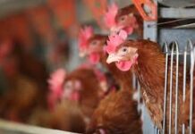 Alerta por un nuevo caso de gripe aviar en un establecimiento comercial de Córdoba