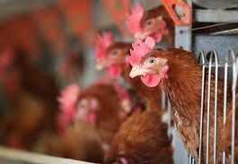 Alerta por un nuevo caso de gripe aviar en un establecimiento comercial de Córdoba