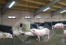 La ganadería europea entrará en zona crítica en 2026, según el Usda