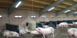 La ganadería europea entrará en zona crítica en 2026, según el Usda