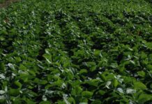 Lluvias oportunas mejoraron la condición de la soja y mantienen la proyección de cosecha