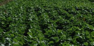 Lluvias oportunas mejoraron la condición de la soja y mantienen la proyección de cosecha