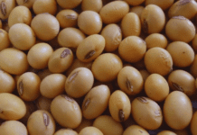 Nueva Ley de Semillas sí, pero con equilibrio: la posición de Carbap