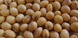 Nueva Ley de Semillas sí, pero con equilibrio: la posición de Carbap