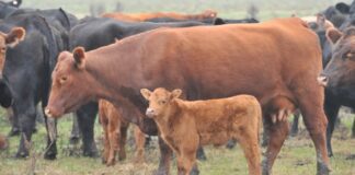 La carne vacuna y el debate por los precios: el destete, un indicador clave que sigue sin mejorar