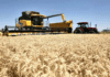 Costos en alza y márgenes ajustados condicionan la siembra de trigo 2026/27
