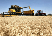 Costos en alza y márgenes ajustados condicionan la siembra de trigo 2026/27