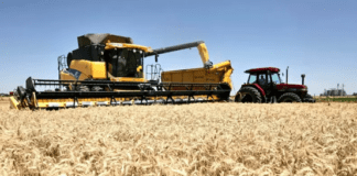 Costos en alza y márgenes ajustados condicionan la siembra de trigo 2026/27