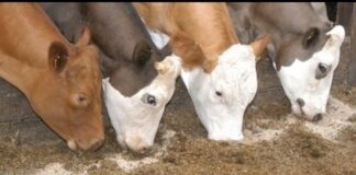 La Federación Agraria cuestiono una decisión del Senasa