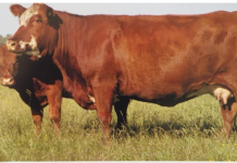 Hembras funcionales en ganadería bovina: ¿un término objetivo o subjetivo?