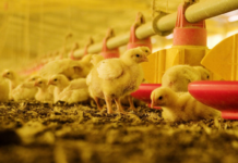 Argentina restituye su estatus de país libre de influenza aviar altamente patógena