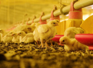 Argentina restituye su estatus de país libre de influenza aviar altamente patógena