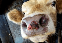 China reporta casos de fiebre aftosa