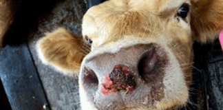 China reporta casos de fiebre aftosa