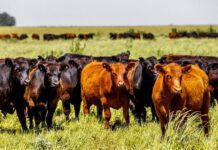 Mendoza se sube al boom ganadero: “Va a quitarle superficie a la uva, pero no es un riesgo, es una virtud”