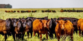 Mendoza se sube al boom ganadero: “Va a quitarle superficie a la uva, pero no es un riesgo, es una virtud”