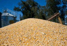 Se abrió la inscripción para exportadores de granos de cebada, trigo, soja, sorgo y maíz a China