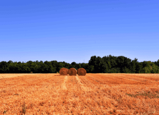 El Índice de Confianza del Empresario Agropecuario consolida su recuperación