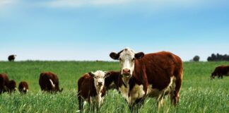 Ganadería: los precios entran en una fase de ajuste tras los máximos históricos