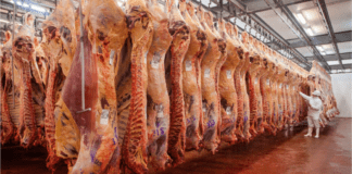 La faena bovina repuntó en marzo, pero el trimestre quedó por debajo de 2025