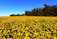 Boom del girasol: claves para aprovechar el nuevo ciclo del cultivo