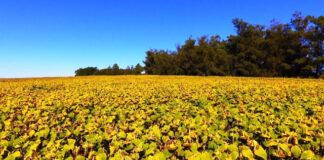 Boom del girasol: claves para aprovechar el nuevo ciclo del cultivo