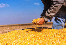 Rindes elevados marcan la cosecha de maíz