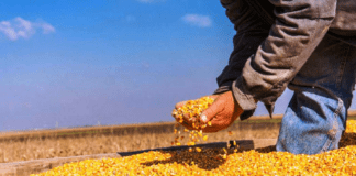 Rindes elevados marcan la cosecha de maíz