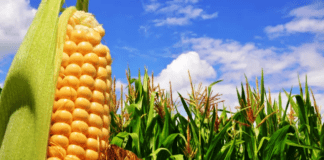 Maíz: la BdeC elevó el área sembrada y proyecta ahora 61 mill/tn