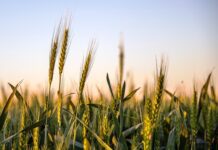 En la próxima campaña de trigo el desafío no será producir más y tomar mejores decisiones