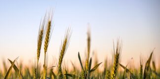 En la próxima campaña de trigo el desafío no será producir más y tomar mejores decisiones