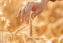 Haciendo cuentas para el trigo: ¿es tan grave la suba de los fertilizantes como para achicar la siembra?