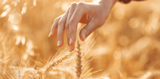 Haciendo cuentas para el trigo: ¿es tan grave la suba de los fertilizantes como para achicar la siembra?