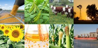 La liquidación de divisas para 2026 podría superar los 35.300 millones de dólares