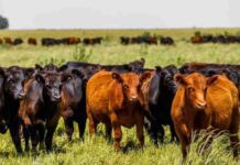 Cadia alertó por la oferta limitada de hacienda y su impacto en los precios