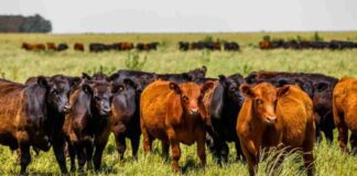 Cadia alertó por la oferta limitada de hacienda y su impacto en los precios