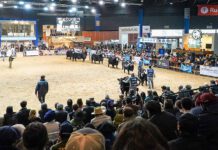 Expo Angus de otoño 2026: más de 1.050 reproductores y 130 expositores